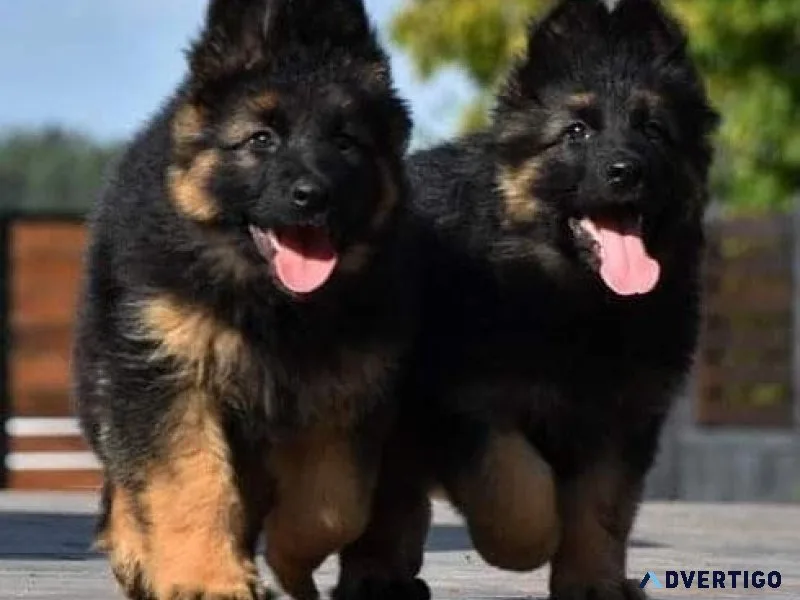 Registered German Shepherd Puppies For Sale