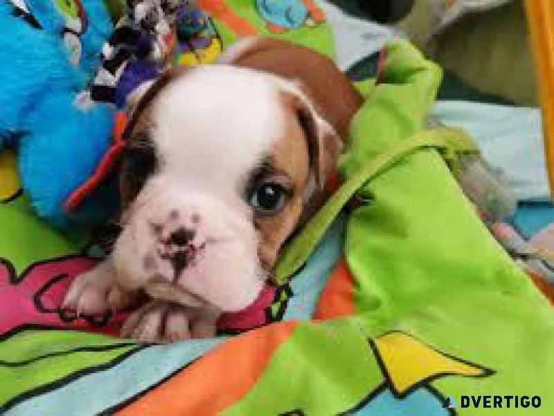 English Bulldogs