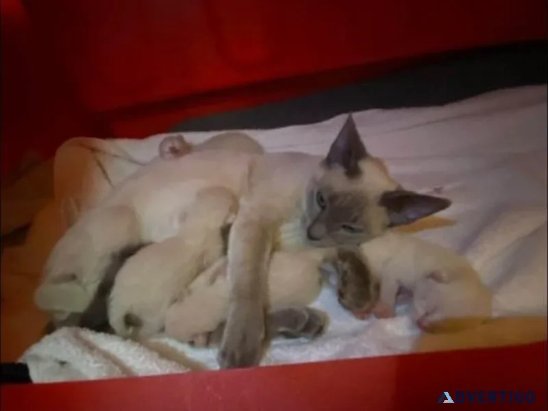 Pure bred Siamese kittens