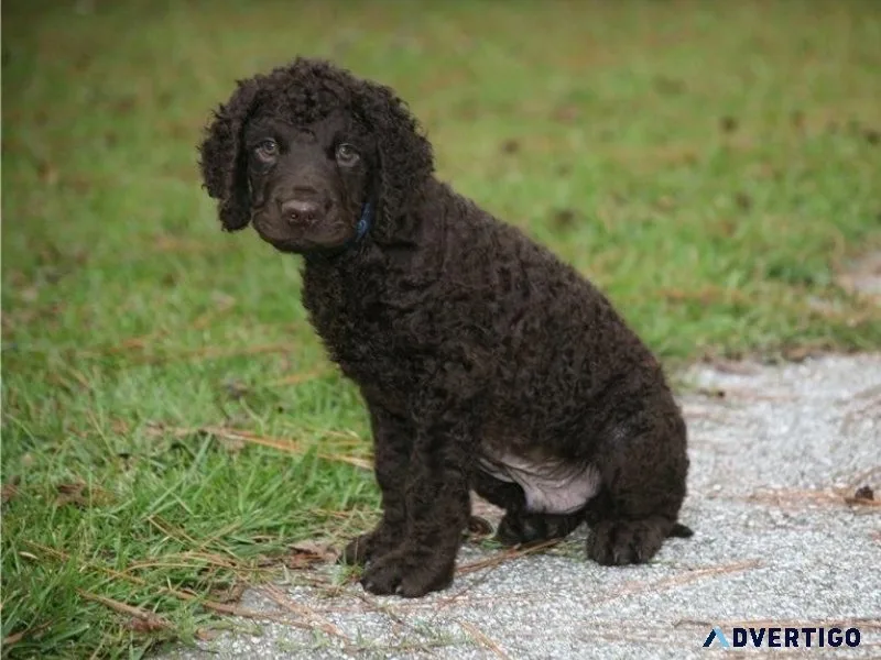 Stunning Irish Water Spaniel Puppies