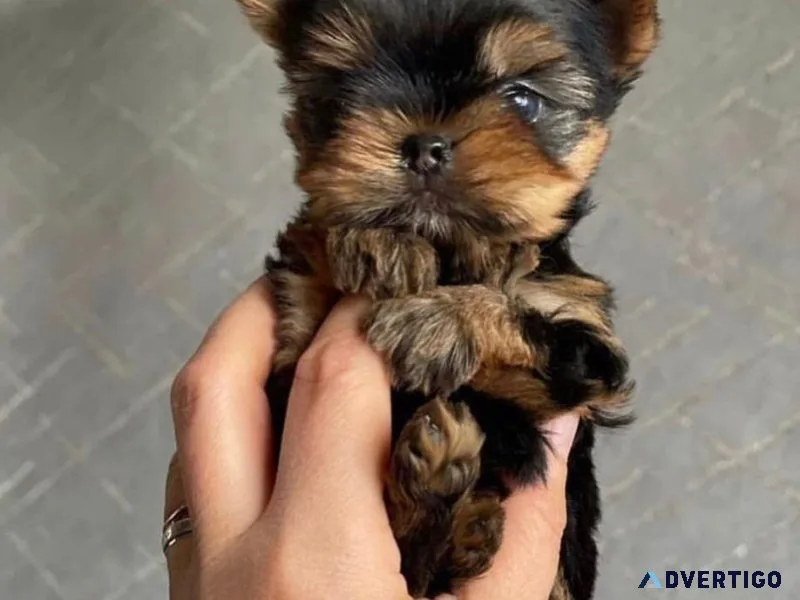 teacup yorkie puppies for sale near me