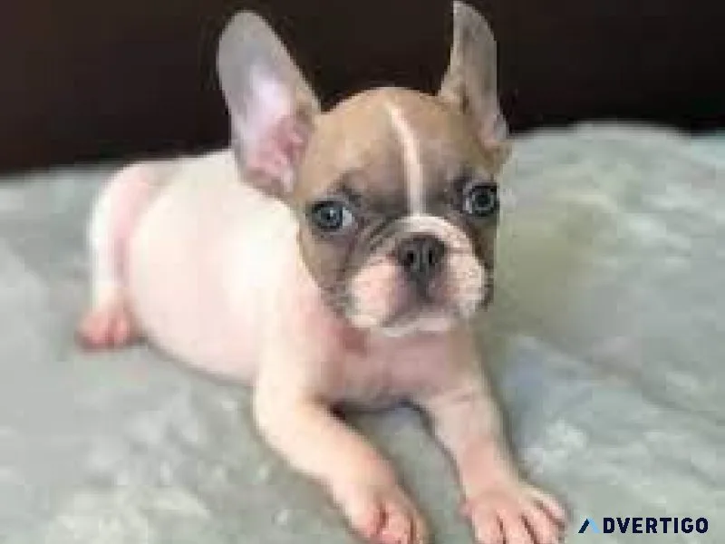Frenchton Puppies