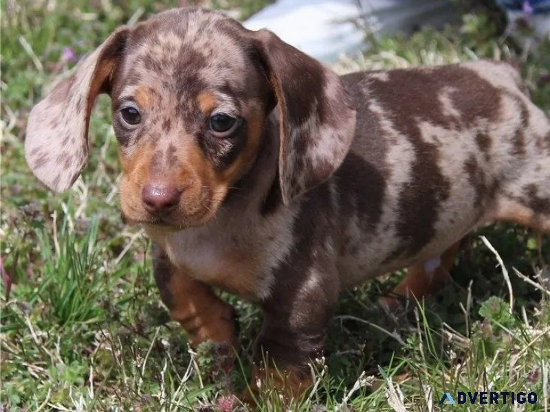 Gorgeous Dachshund Puppies
