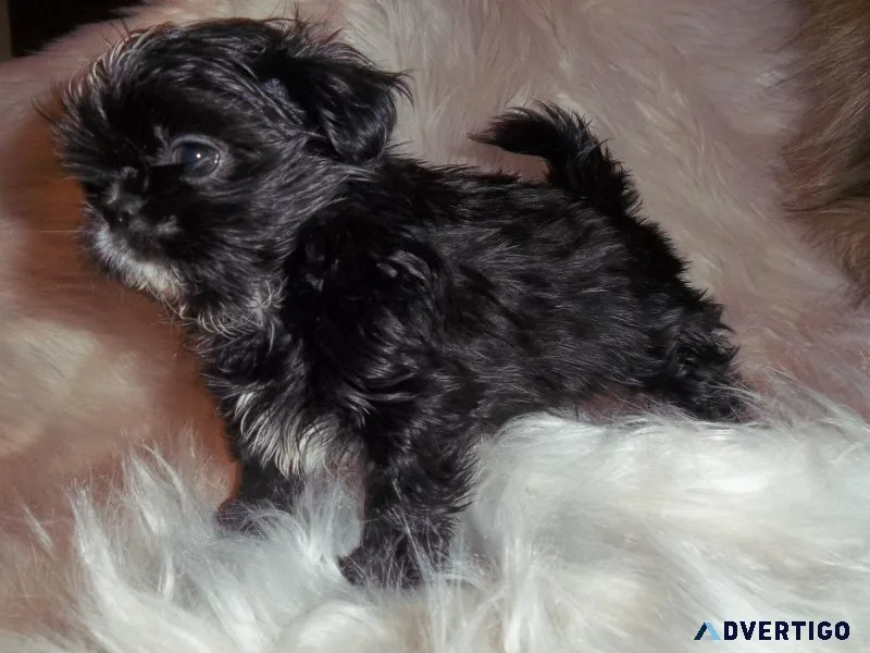 Imperial Shih Tzu Puppies AKC