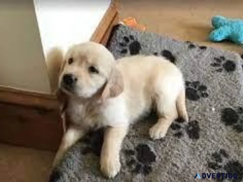 Golden Retriever puppies