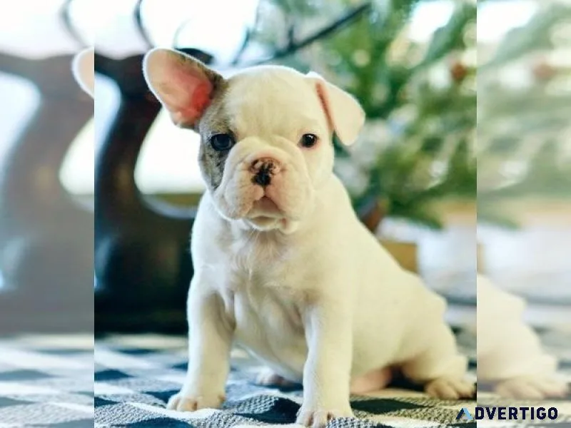 French Bulldog Puppy