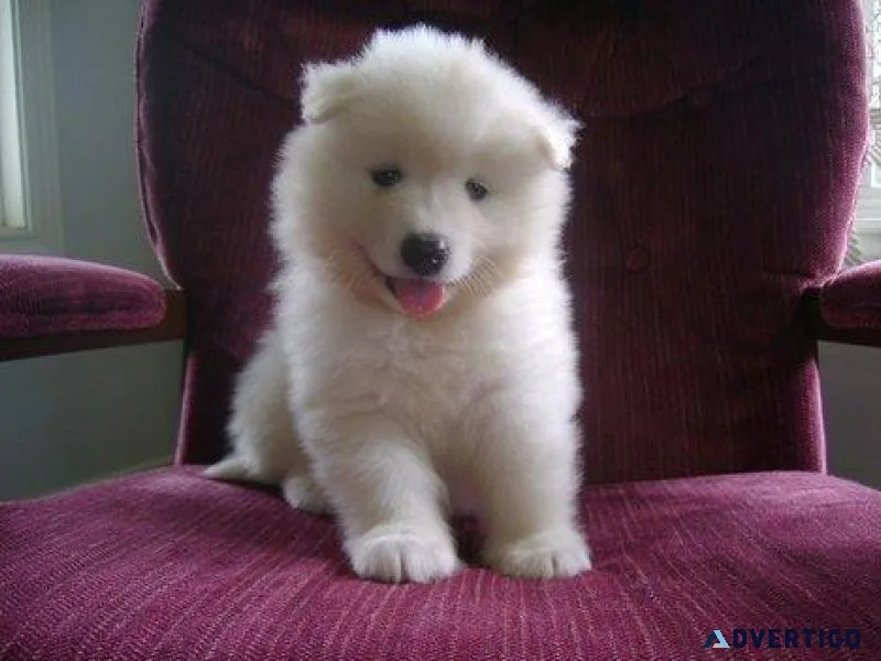 Samoyed Puppies For Sale