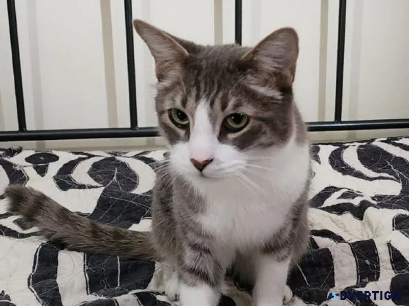 Free grey and white tiger striped cat