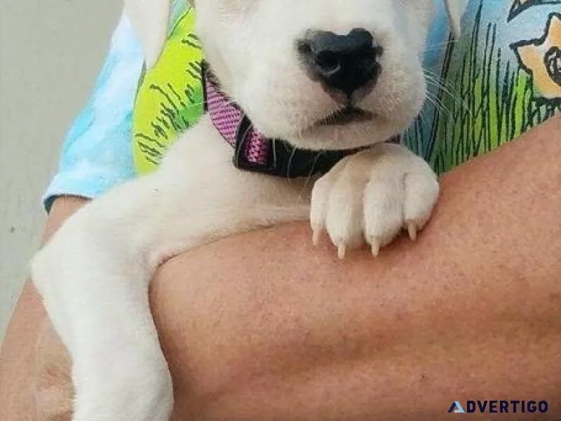Well Socialized Dogo Argentino Puppies.