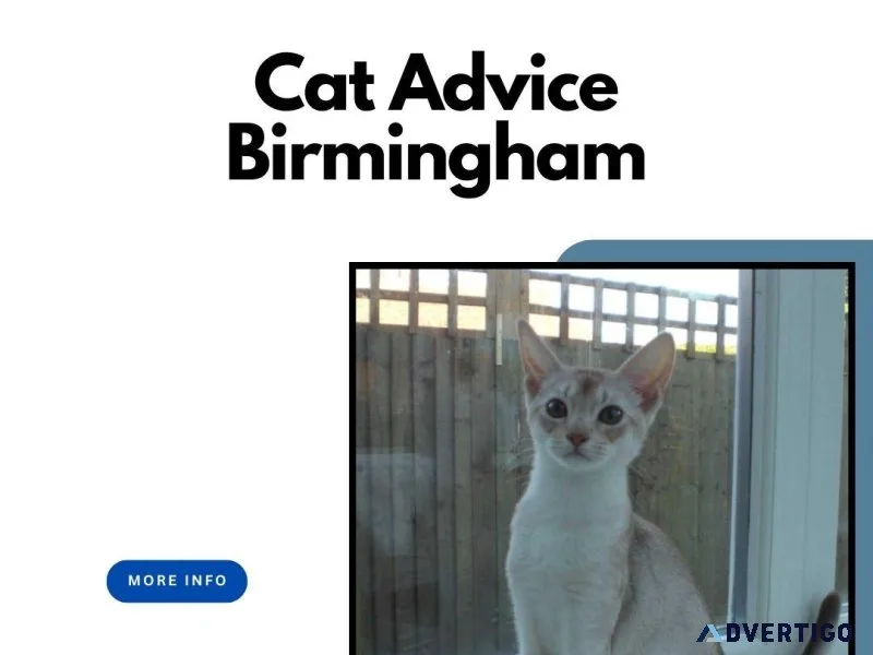 Best Friendly Cat Advice Birmingham