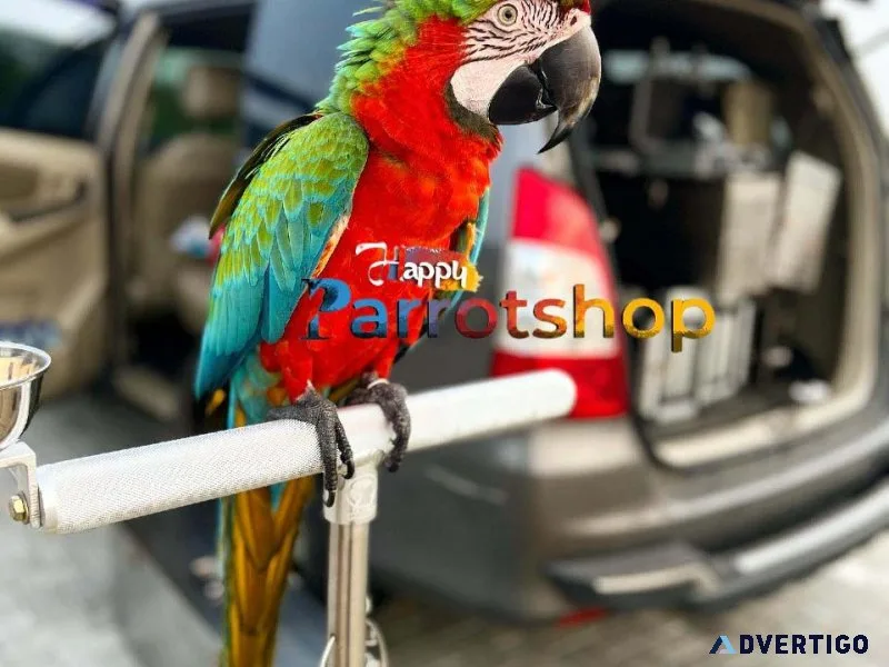 Talking and Singing Scarlet Macaw Parrots