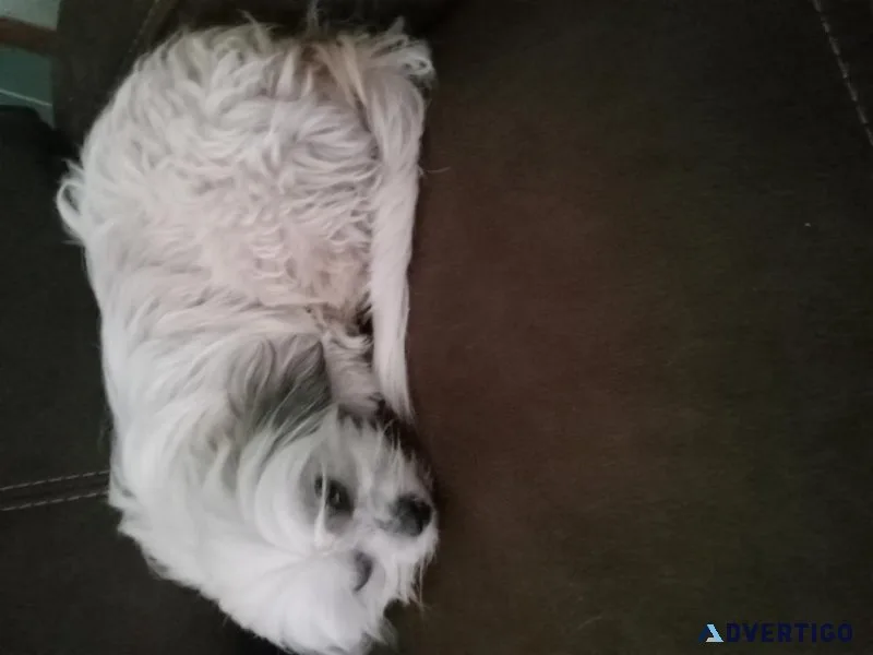 Maltese