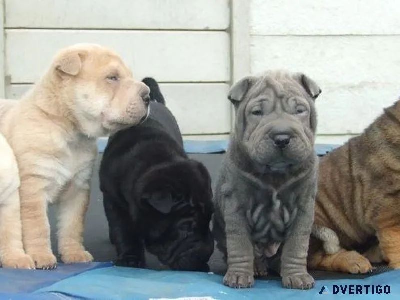 Adorable Sher Pei Puppies