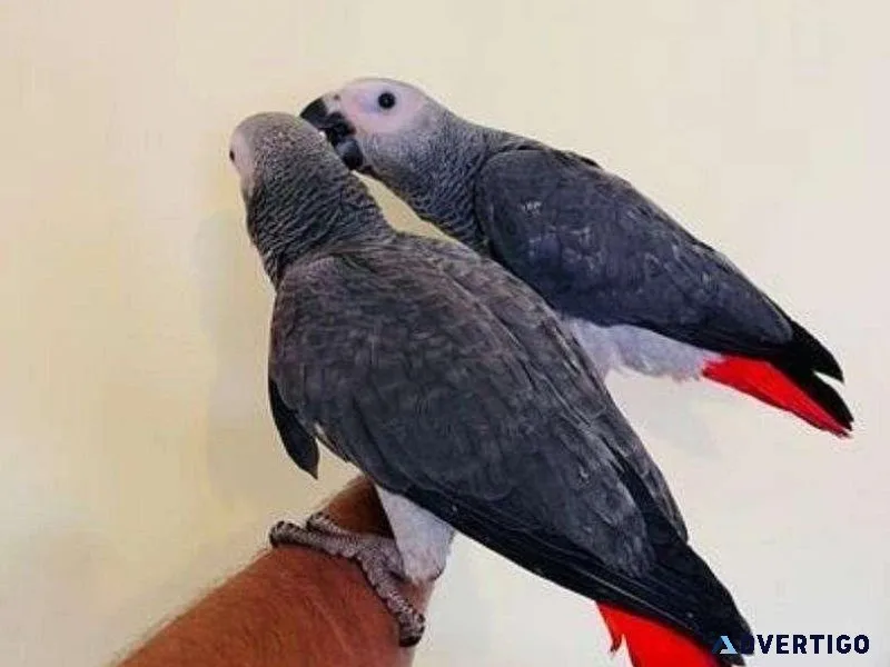 Hand Reared African Grey Parrots Ready Now 