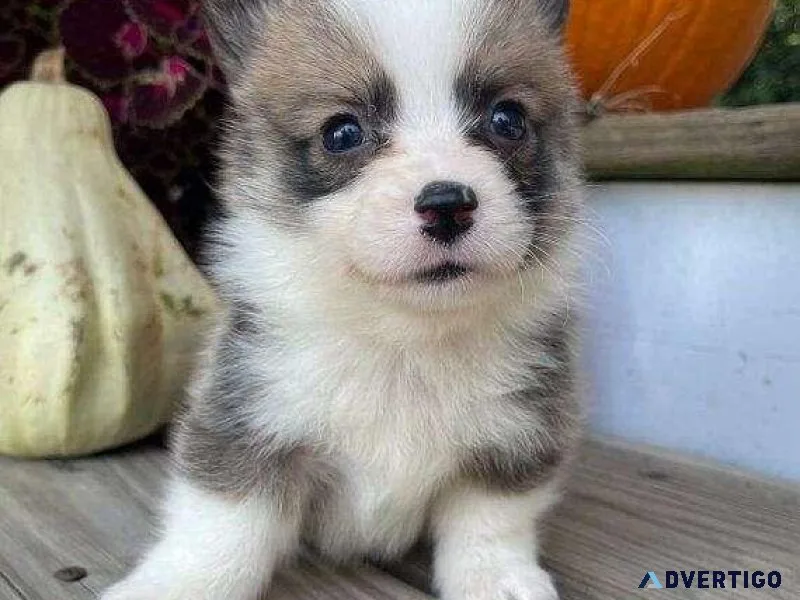 Healthy Pembroke Welsh Corgi Puppies for Sale