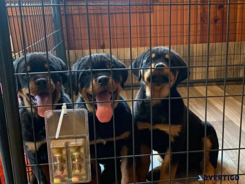 Rottweiler puppies for sale