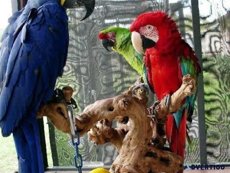 Beautiful Macaws Birds On Sale