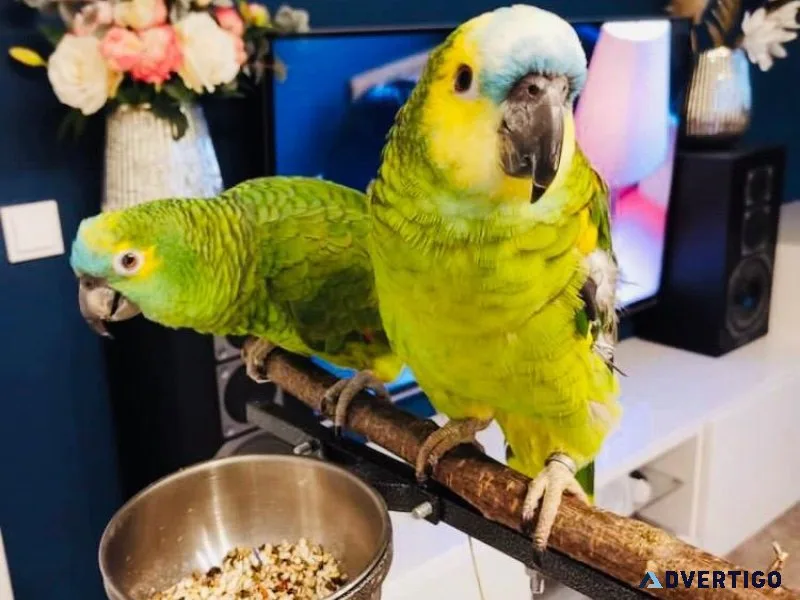 Amazon bird