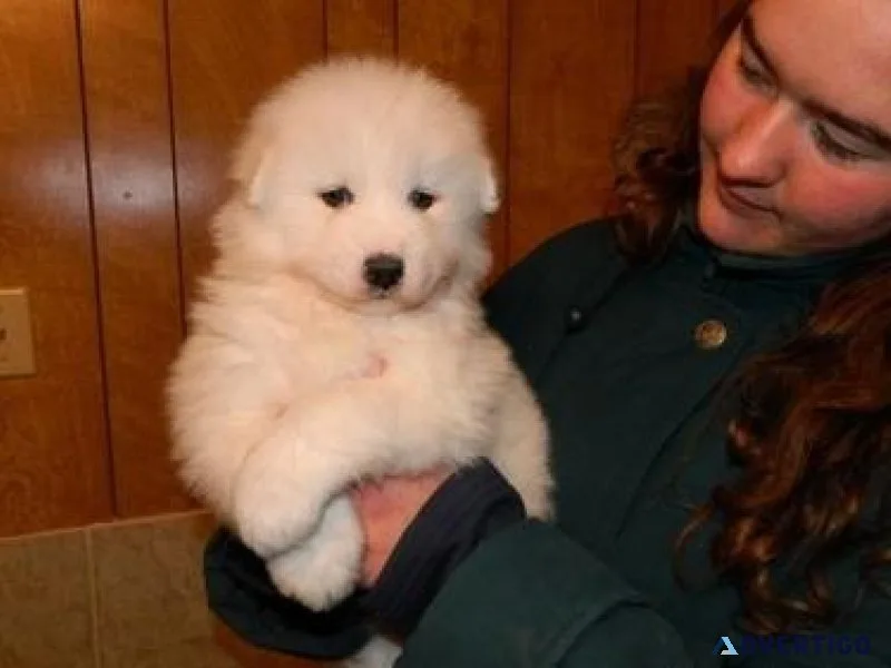 All White Samoyed Puppies