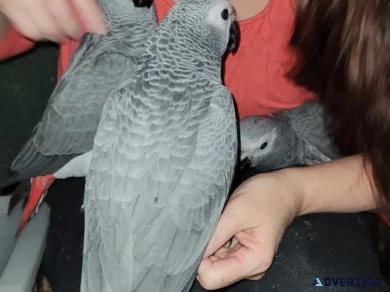 Magnificent Congo African Grey Parrots Available for sale