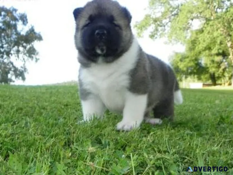 Stunning Akita Puppies