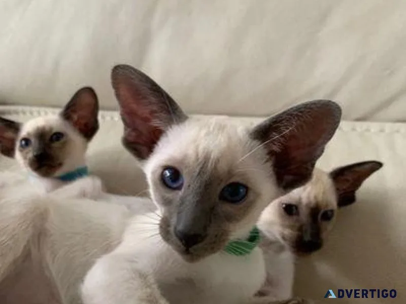 Siamese kittens ready for forever homes