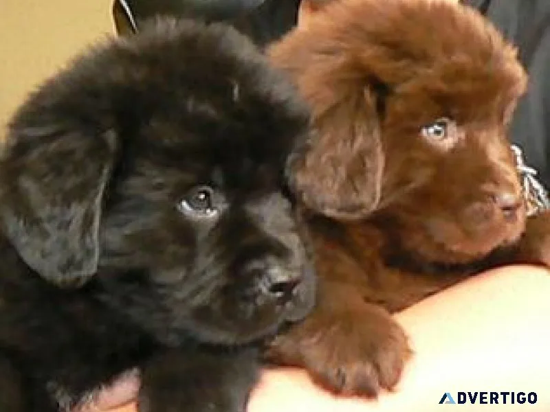 Quality Newfoundland Puppies