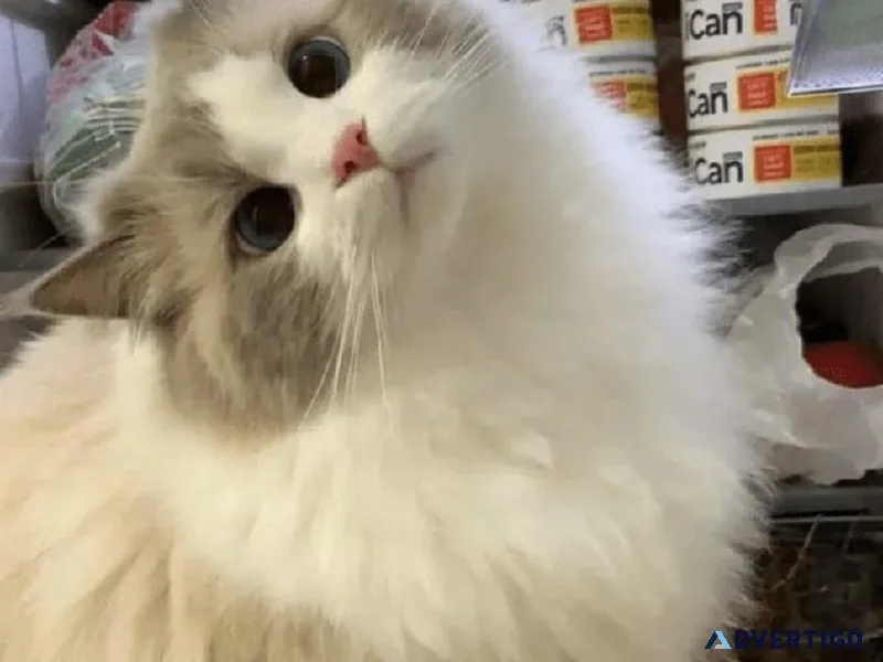 Cats for sale