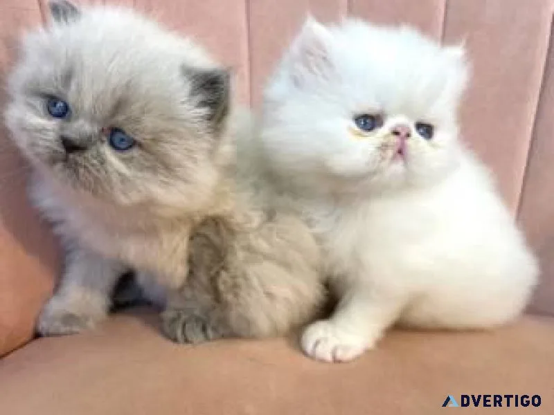 Persian Fold Kittens