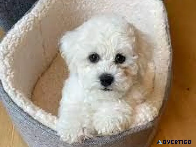 Bichonpoo Pups
