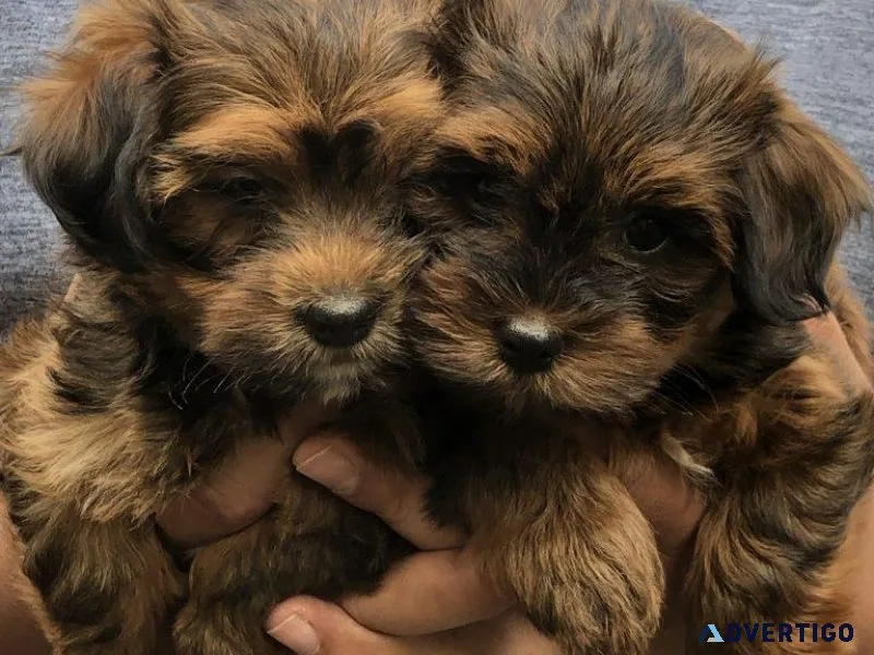 Cute Havanese Puppies
