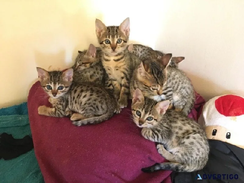 Outstanding Savannah kittens are now ready to pick up 