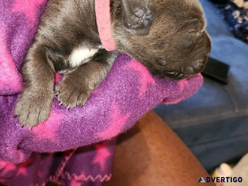 CANE CORSO PUPPIES