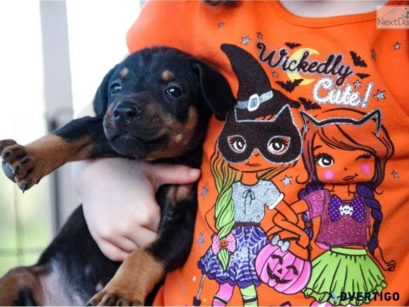 Doberman Pinscher puppies