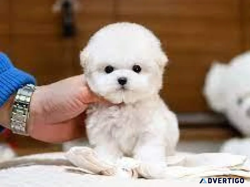 Pure Bichon Friseparents AKC registered