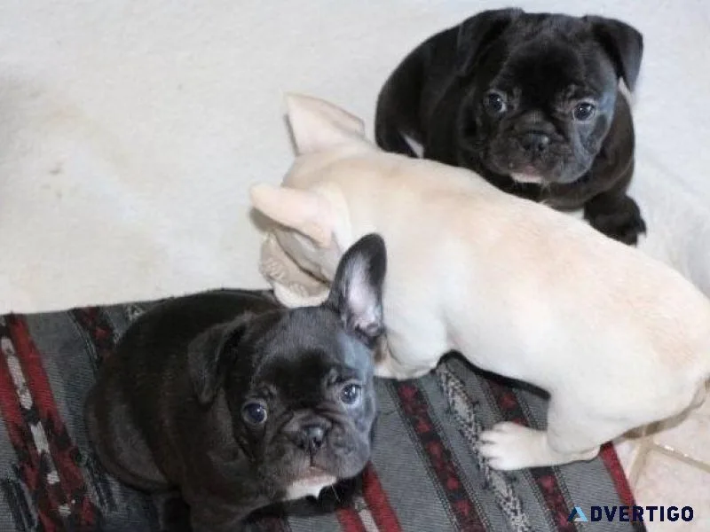 Healthy French Bulldog Puppies