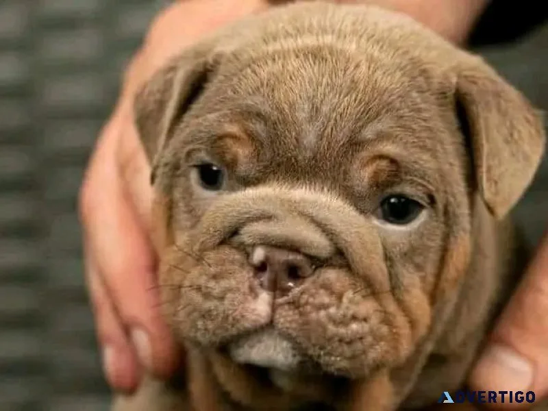 Puppies