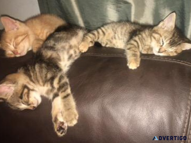 Kittens