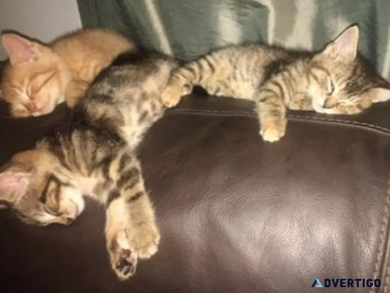 Kittens