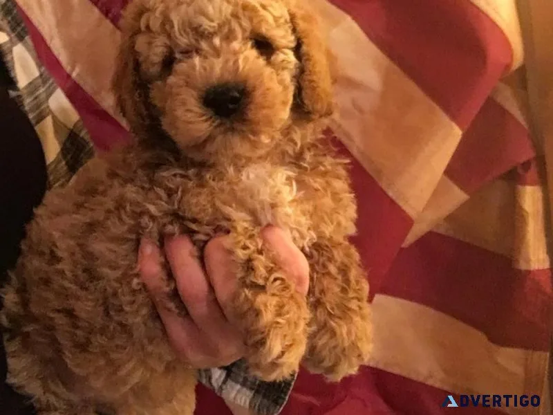 Mini Goldendoodle Puppies