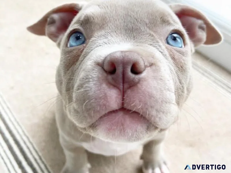 Cute American bulldog