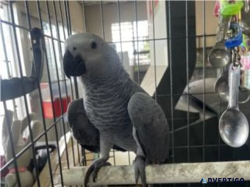 Available African Grey Parrots