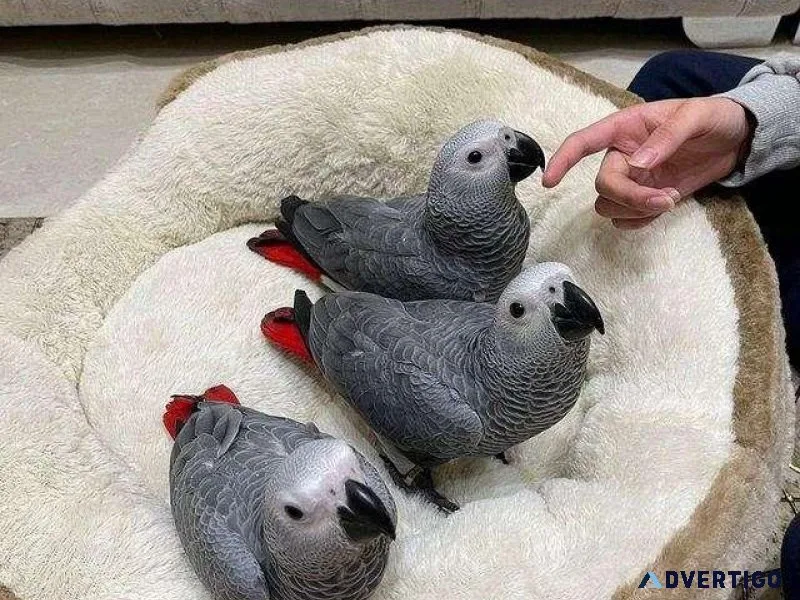 Gorgeous African Grey Parrots for sale now