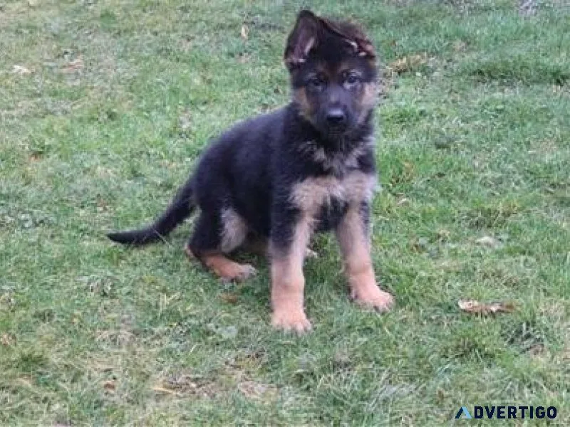 German Shepard puppies