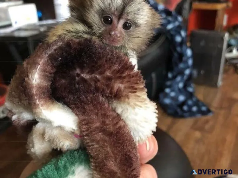 Spoon Seized Teacups Marmoset Monkeys For Sale