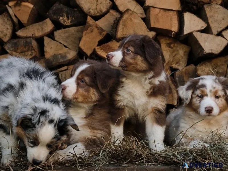 Adorable Australian Shepherd Puppies