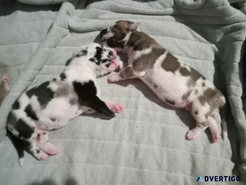 Great Dane puppies