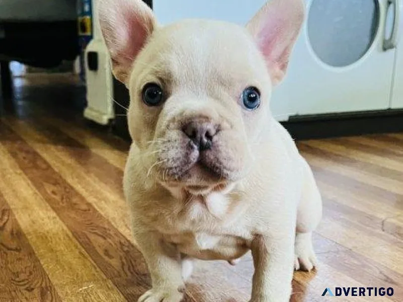 Adorable French Bulldog Puppies
