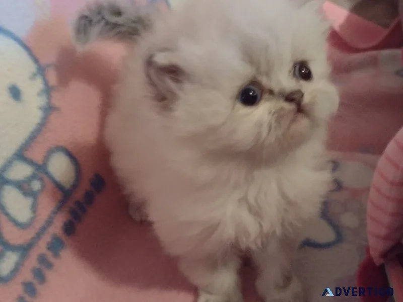 Persian Kittens