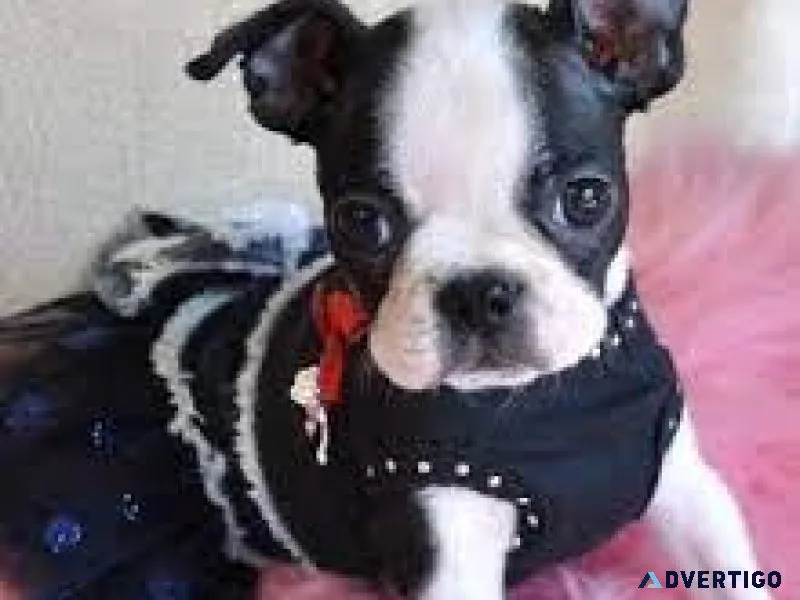 Boston Terrier